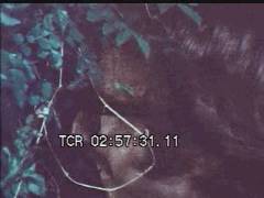 Thumbnail of Peeping Tom Caught In The Act